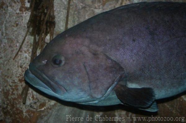 Blue-and-yellow grouper