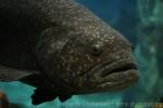 Giant grouper