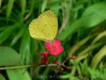 Common grass-yellow *