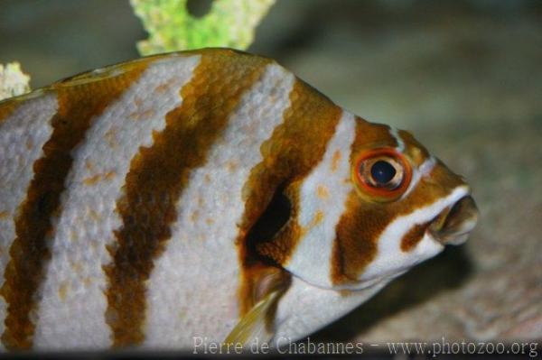 Spottedtail morwong