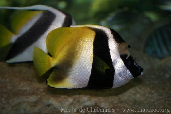 Masked bannerfish