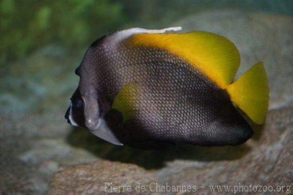 Singular bannerfish