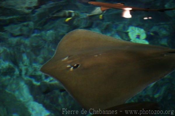 Pink whipray