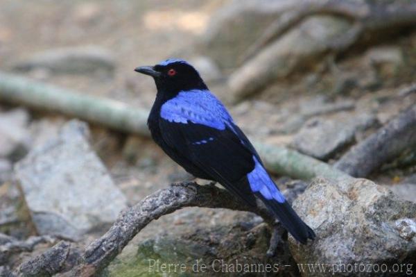 Asian fairy blue bird