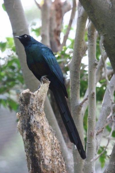 Long-tailed glossy-starling *