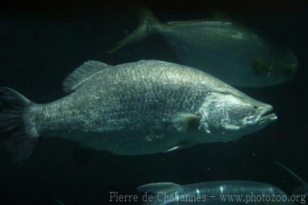 Barramundi