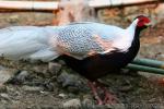 Silver pheasant *