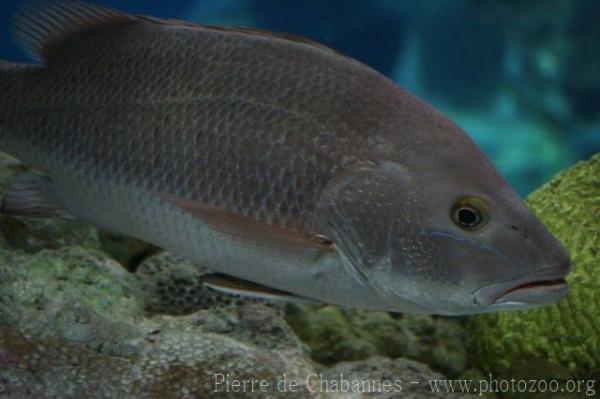 Mangrove red snapper