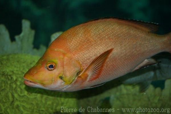 Humpback red snapper