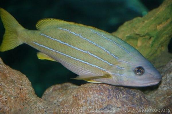 Common bluestripe snapper