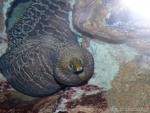 Undulated moray