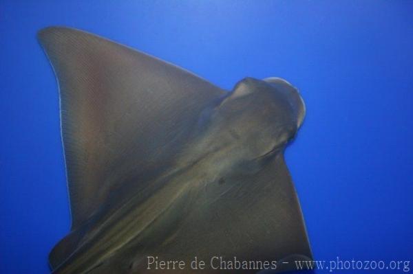 Japanese eagle ray *