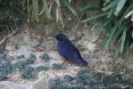 Blue whistling-thrush *