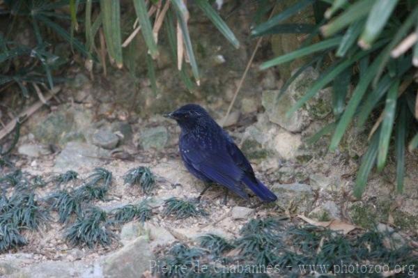 Blue whistling-thrush *