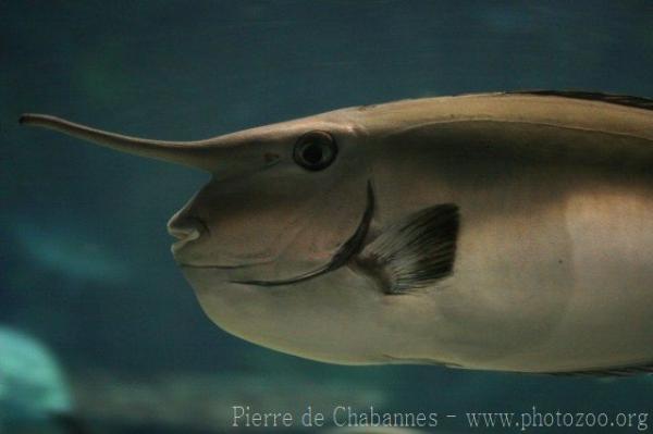 Whitemargin unicornfish