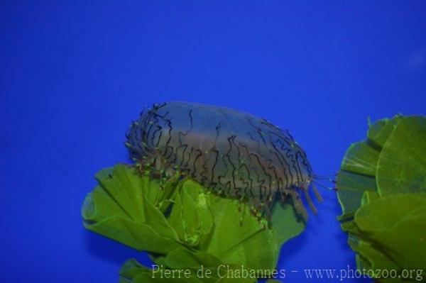 Flower-hat jelly