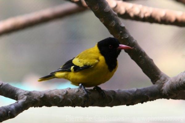 Black-hooded oriole *