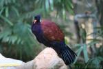 Green-naped pheasant pigeon