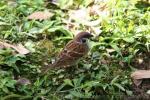 Eurasian tree sparrow