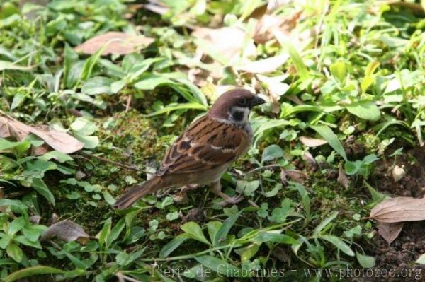 Eurasian tree sparrow