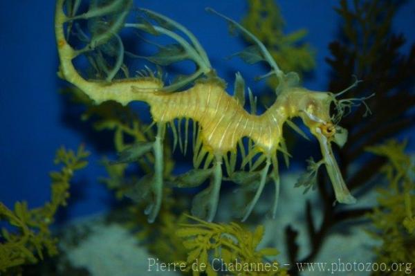 Leafy seadragon