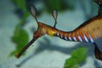 Weedy seadragon