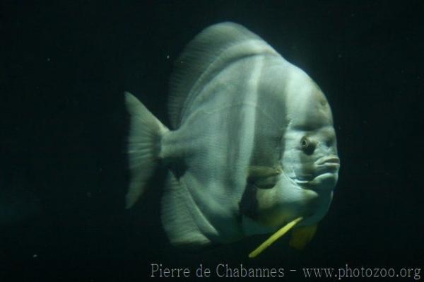 Longfin batfish