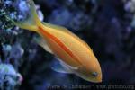 One-stripe anthias