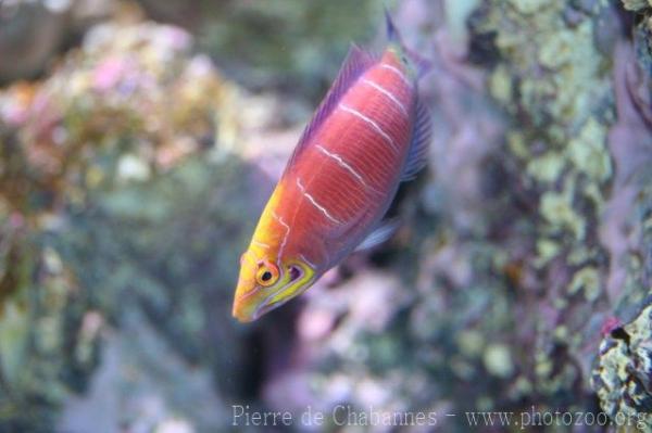 Whitebarred wrasse *