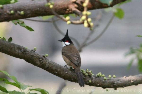 Red-whiskered bulbul