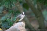 Light-vented bulbul