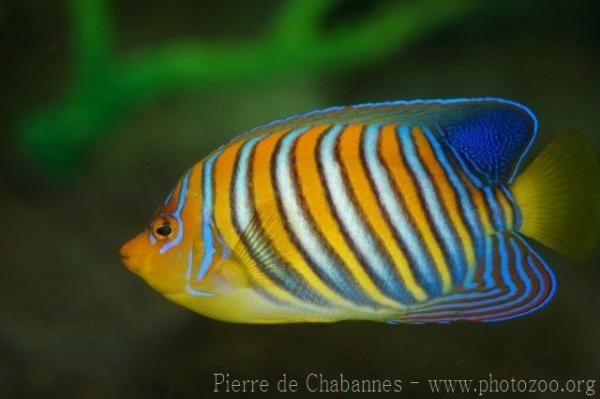 Regal angelfish