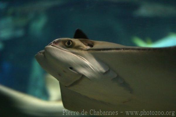 Javanese cownose ray