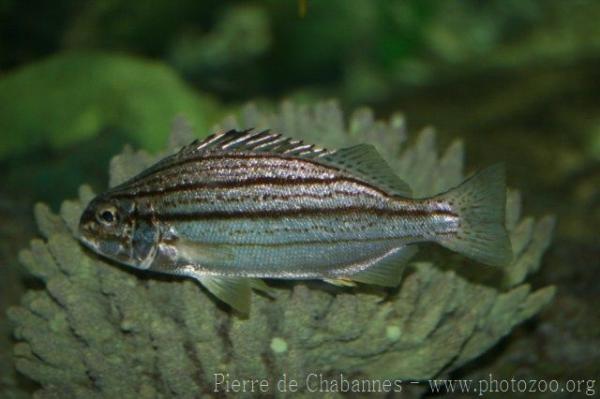 Longnose tigerfish