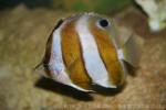 Brown-banded butterflyfish