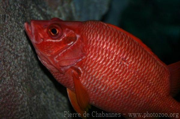 Sabre squirrelfish