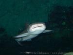 Whitetip reef shark