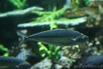 Needlescaled queenfish *