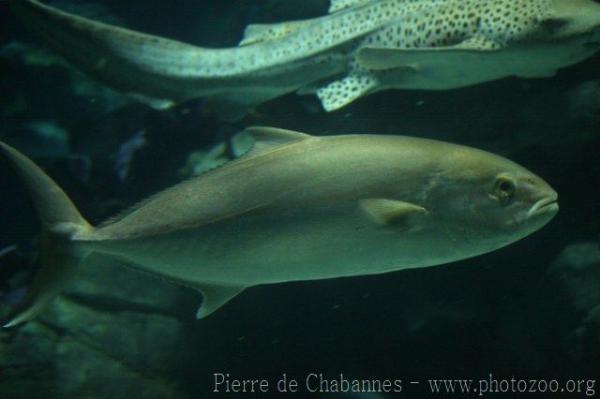 Longfin yellowtail