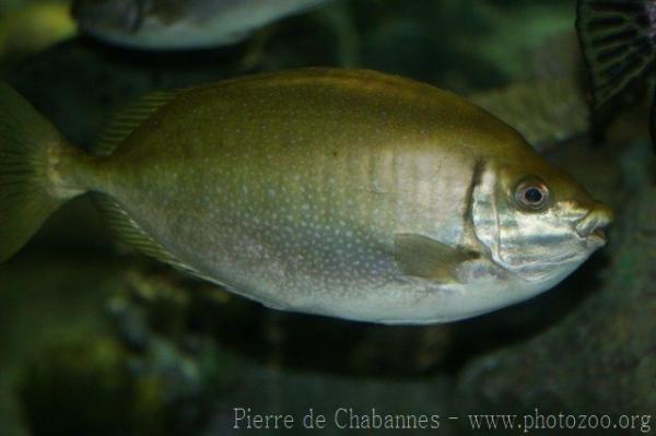 Mottled spinefoot