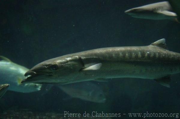 Great barracuda