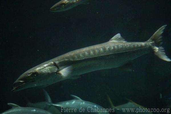 Great barracuda