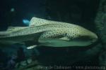 Zebra shark