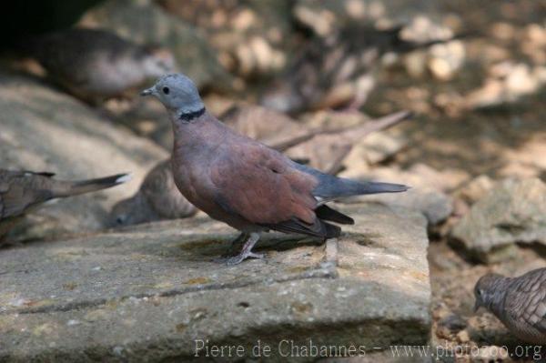 Red turtle-dove