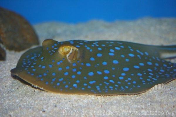 Bluespotted ribbontail ray