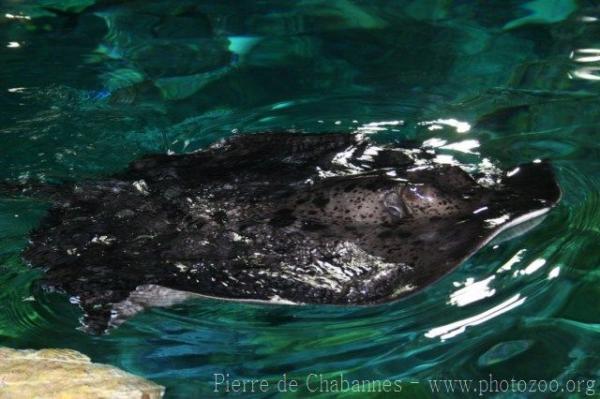 Blotched stingray