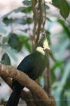 Livingstone's turaco *