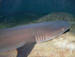 Whitetip reef shark *