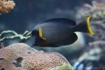 Chocolate surgeonfish