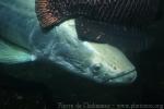 Arapaima